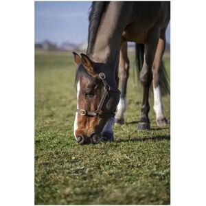 Halfter Norton Club Cuir Marron Poney Halfter Norton Club Cuir Marron Poney