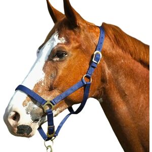 Halfter Schnallenverschlüsse Norton Bleu Poney Halfter Schnallenverschlüsse Norton Bleu Poney