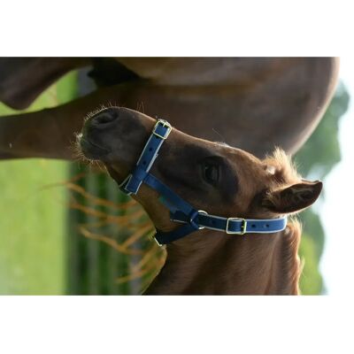 Bucas Dublin Halfter - Navy/Silver Bucas Dublin Halfter - Navy/Silver