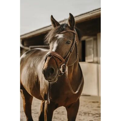 Trense Eric Thomas Visby Marron Cheval Trense Eric Thomas Visby Marron Cheval
