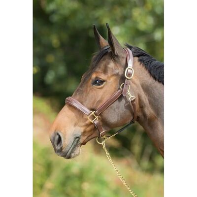 Lederhalfter für Pferde HFI Grooming Marron Cob Lederhalfter für Pferde HFI Grooming Marron Cob