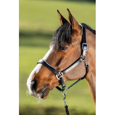 Lederhalfter für Pferde HFI Two-Tone Noir Cob Lederhalfter für Pferde HFI Two-Tone Noir Cob