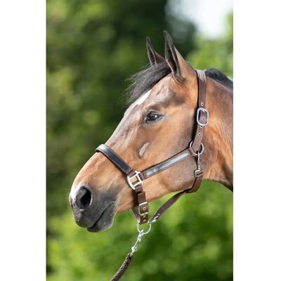 Halfter HFI First Marron Foal Halfter HFI First Marron Foal