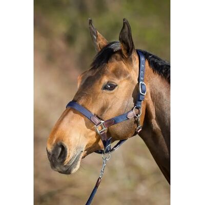 Halfter HFI Neoprene Smart Bleu Cob Halfter HFI Neoprene Smart Bleu Cob