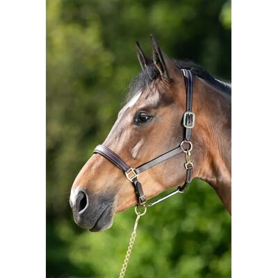 Lederhalfter für Pferde HFI Marron Cob Lederhalfter für Pferde HFI Marron Cob