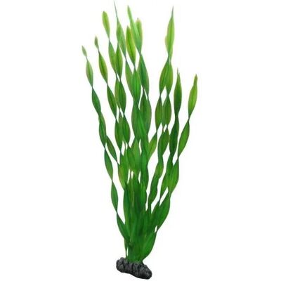 Vallisneria 20 Cm - Aquarienpflanze Vallisneria 20 Cm - Aquarienpflanze