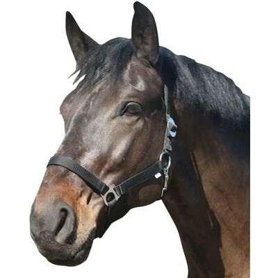 Halfter HorseGuard Noir Cob Halfter HorseGuard Noir Cob
