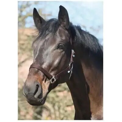 Halfter HorseGuard Marron Cob Halfter HorseGuard Marron Cob