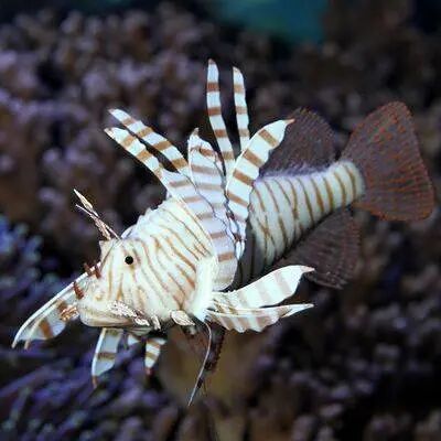 Aquariumdekoration JBL Lionfish Violet TU Aquariumdekoration JBL Lionfish Violet TU