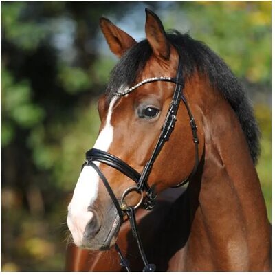 Trensen Reiten Kavalkade Reyna KavalSH4 Noir Cob Trensen Reiten Kavalkade Reyna KavalSH4 Noir Cob