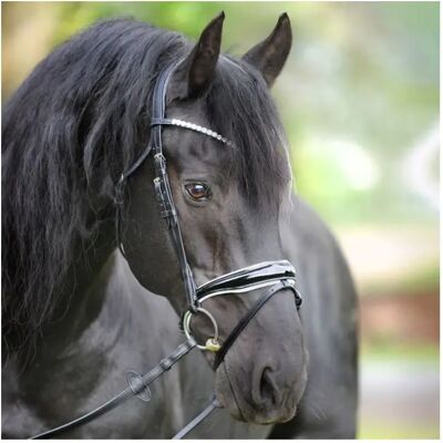 Trense mit englischem Reithalfter Kavalkade Juliana KavalSH8 Noir Cob Trense mit englischem Reithalfter Kavalkade Juliana KavalSH8 Noir Cob