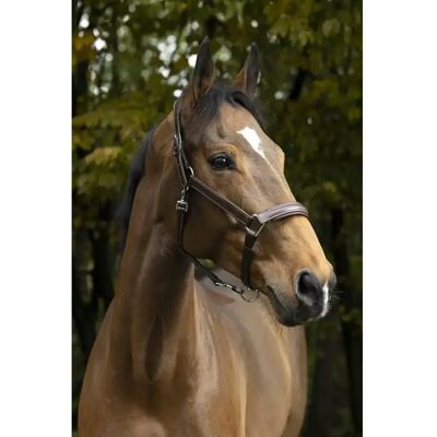 Halfter für Pferd Norton Pro Anatomique Marron Cheval Halfter für Pferd Norton Pro Anatomique Marron Cheval