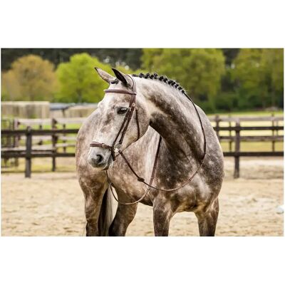 Anatomisches Reitkomplettzeug Trust Barcelona Marron Cob Anatomisches Reitkomplettzeug Trust Barcelona Marron Cob