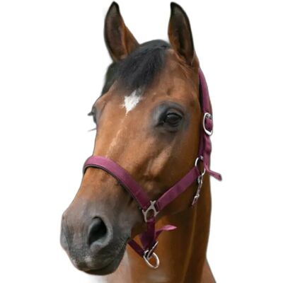 Halfter Norton Rot Pferd Halfter Norton Rot Pferd