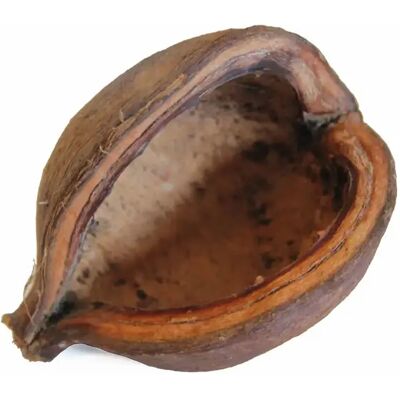 Schale der Badam-Nuss Reptiles Planet Marron TU Schale der Badam-Nuss Reptiles Planet Marron TU