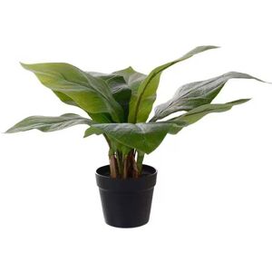 Mr Plant, Anthurie, grüne Topfpflanze, 45 cm Mr Plant, Anthurie, grüne Topfpflanze, 45 cm