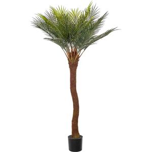 Mr Plant, Cycas-Palme 120 cm Mr Plant, Cycas-Palme 120 cm