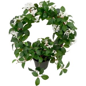 Mr Plant, Jasmin Topfpflanze 45 cm Weiß Mr Plant, Jasmin Topfpflanze 45 cm Weiß