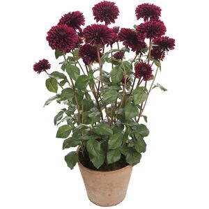 Mr Plant, Dahlie Topfpflanze 100 cm Rot Mr Plant, Dahlie Topfpflanze 100 cm Rot