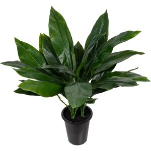 Mr Plant, Aspidistra Topfpflanze 75 cm Mr Plant, Aspidistra Topfpflanze 75 cm