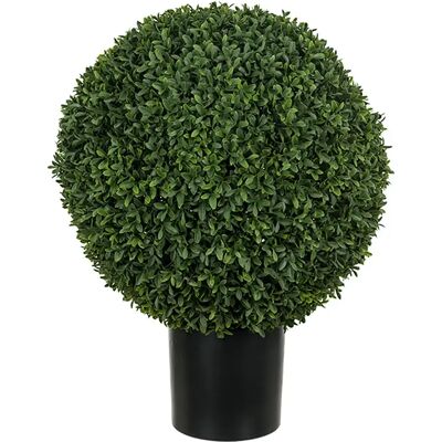 Mr Plant, Buchsbaum im Topf 50 cm Mr Plant, Buchsbaum im Topf 50 cm