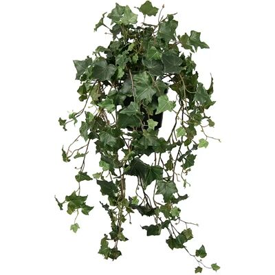 Mr Plant, Efeu 75 cm Mr Plant, Efeu 75 cm