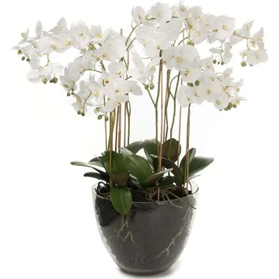 Mr Plant, Phalaenopsis Orchidee 90 cm Weiß Mr Plant, Phalaenopsis Orchidee 90 cm Weiß