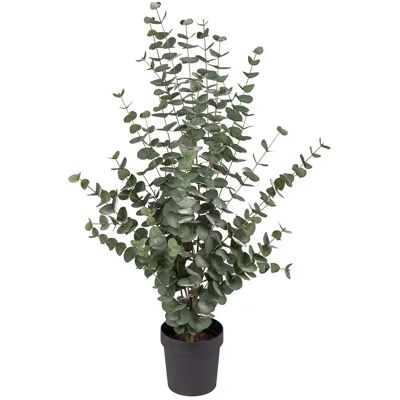 Mr Plant, Eukalyptusbaum 110 cm Mr Plant, Eukalyptusbaum 110 cm