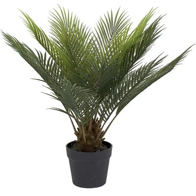 Mr Plant, Cycas Topfpflanze 60 cm Mr Plant, Cycas Topfpflanze 60 cm