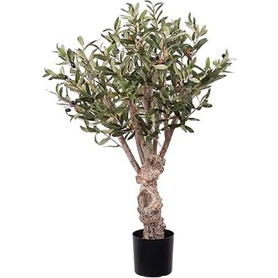 Mr Plant, Olivenbaum 80 cm Mr Plant, Olivenbaum 80 cm