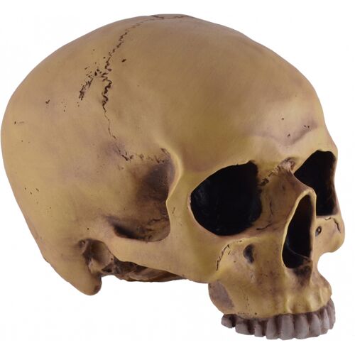 Antiker Totenschädel ohne Unterkiefer 19cm