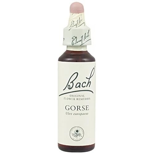 Original Flower Essences Bach 13 Ginster 20 ml