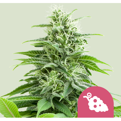 Royal Queen Seeds Feminisierte Fruit Spirit - Cannabissamen Royal Queen Seeds Feminisierte Fruit Spirit - Cannabissamen