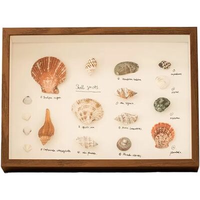 INF DIY Muschel Display Rahmen: 3D Hohl Acryl Fotorahmen für Trockenblumen & Kunst Khaki 8 Zoll INF DIY Muschel Display Rahmen: 3D Hohl Acryl Fotorahmen für Trockenblumen & Kunst Khaki 8 Zoll