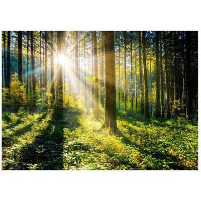 Monee Glasbild, Mehrfarbig, Glas, Bäume, rechteckig, 120x80 cm, Fotografie, einfache und schnelle Anbringung, glänzend, Bilder und Zubehör, Wandbilder, Glasbilder Monee Glasbild, Mehrfarbig, Glas, Bäume, rechteckig, 120x80 cm, Fotografie, einfache und schnelle Anbringung, glänzend, Bilder und Zubehör, Wandbilder, Glasbilder
