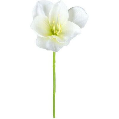 Newport Amaryllis Schnittblume weiß Newport Amaryllis Schnittblume weiß