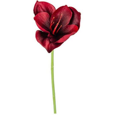 Newport Amaryllis Schnittblume burgunderrot Newport Amaryllis Schnittblume burgunderrot