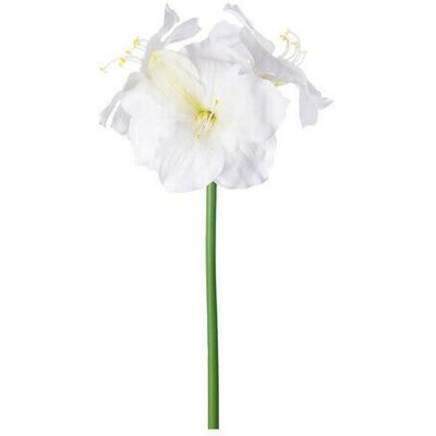 Newport Amaryllis Schnittblume creme Newport Amaryllis Schnittblume creme