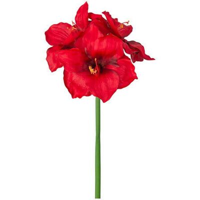 Newport Amaryllis Schnittblume rot Newport Amaryllis Schnittblume rot