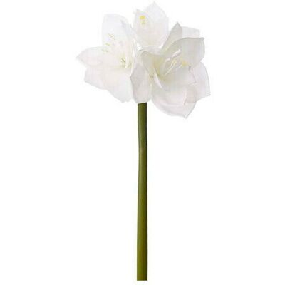 Newport Amaryllis Schnittblume weiß Newport Amaryllis Schnittblume weiß