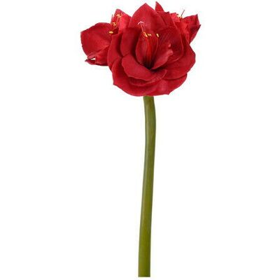 Newport Amaryllis Schnittblume rot Newport Amaryllis Schnittblume rot