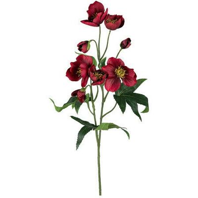 Newport Christrose Schnittblume rot Newport Christrose Schnittblume rot