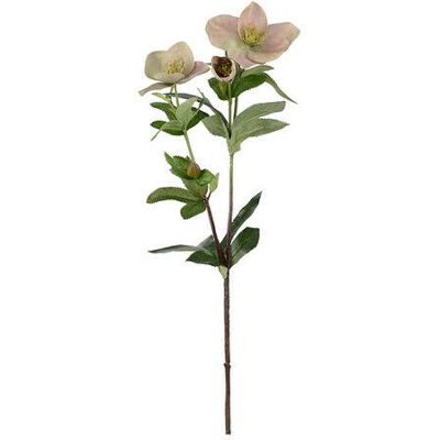 Newport Christrose Schnittblume rosa Newport Christrose Schnittblume rosa