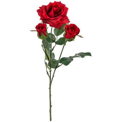 Newport Rose Schnittblume rot Newport Rose Schnittblume rot
