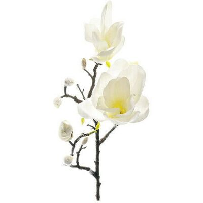 Newport Magnolia Cut Flower White/Yellow Newport Magnolia Cut Flower White/Yellow