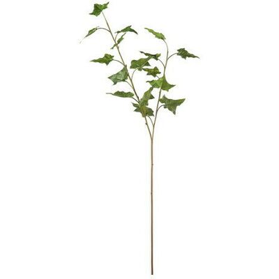 Newport Efeu Schnittblume Newport Efeu Schnittblume