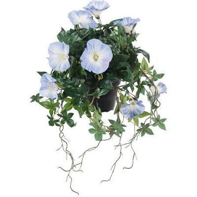 Newport Ipomoea Tricolor Potted Plant Blue Newport Ipomoea Tricolor Potted Plant Blue