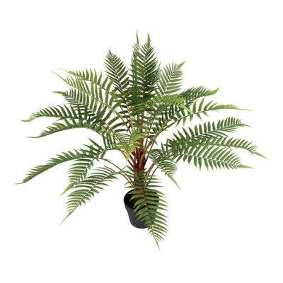 Newport Fern Potted Plant green Newport Fern Potted Plant green