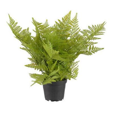 Newport Fern Potted Plant green Newport Fern Potted Plant green