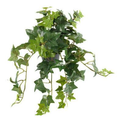 Newport Ivy Potted Plant Green Newport Ivy Potted Plant Green